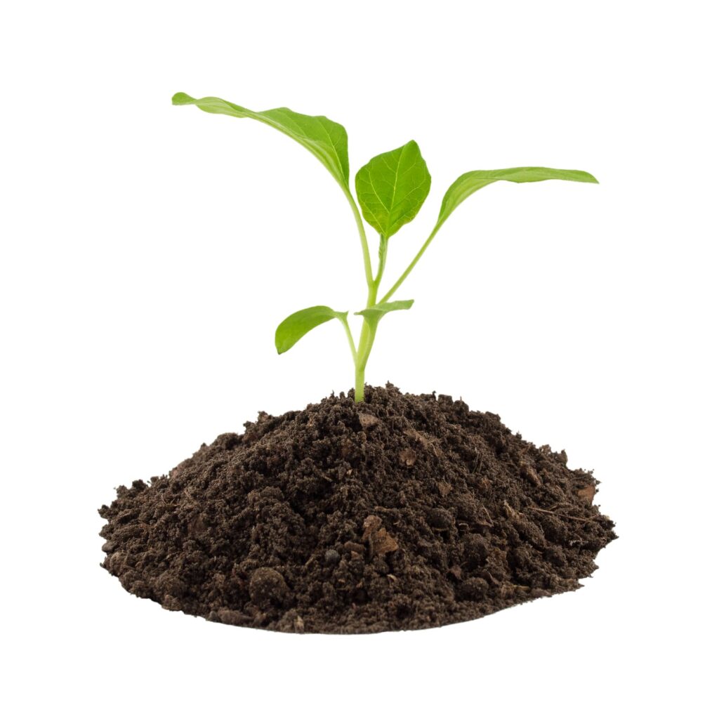 The seedling stage of an eggplant