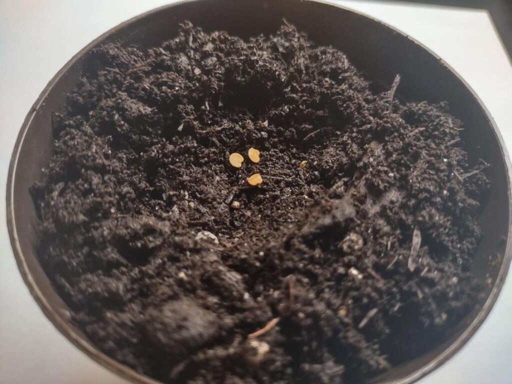 Three eggplant seeds in dirt showing the eggplant growing stages