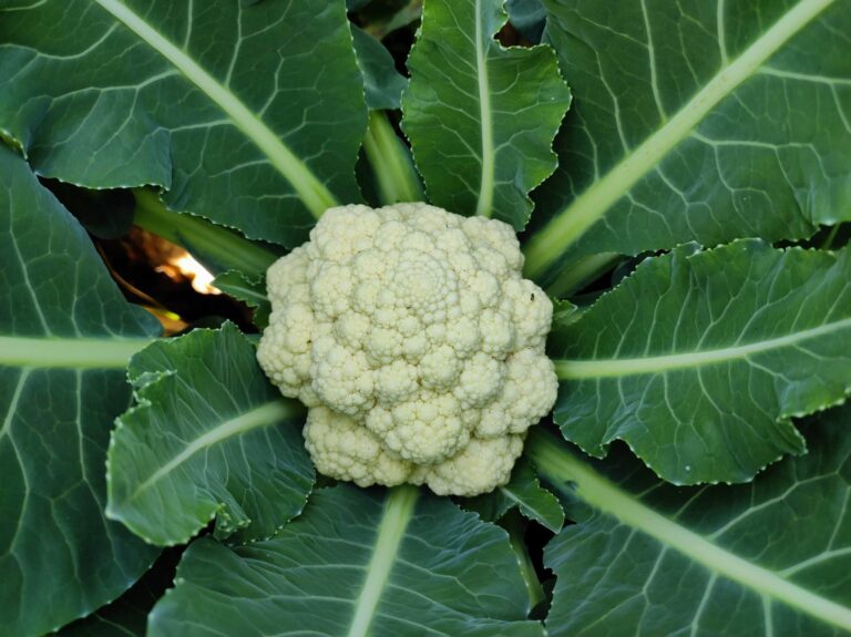 Companion Plants for Cauliflower