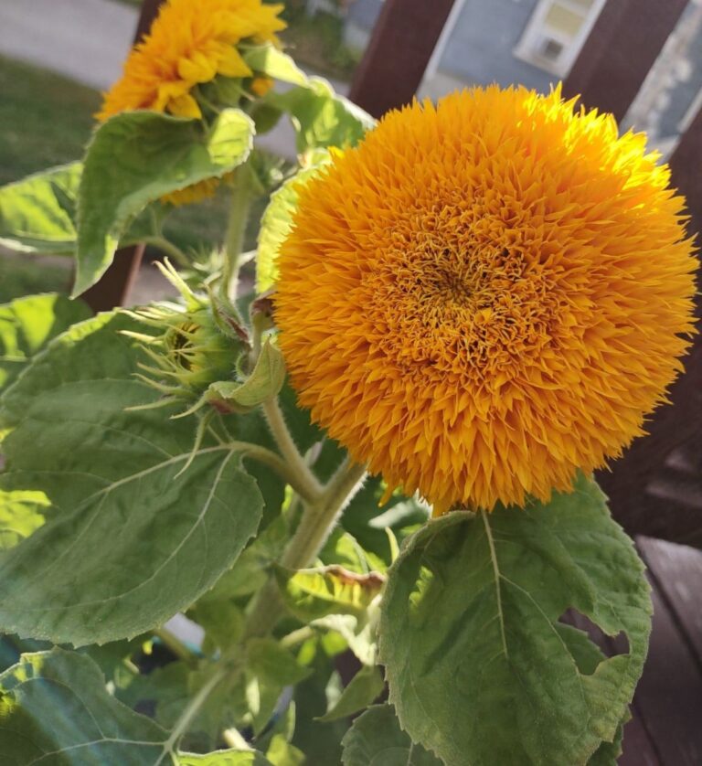 Growing Stages of Sunflowers