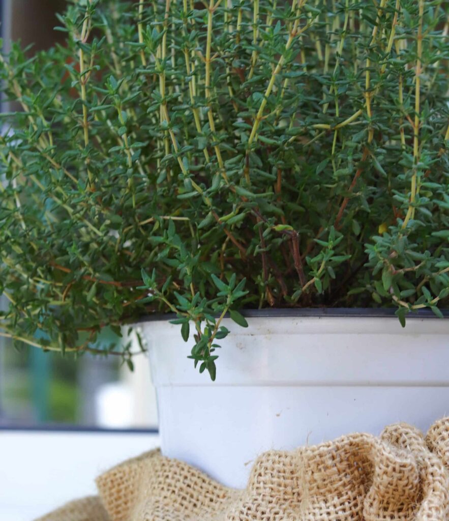 The Ultimate Guide to Growing Thyme Indoors