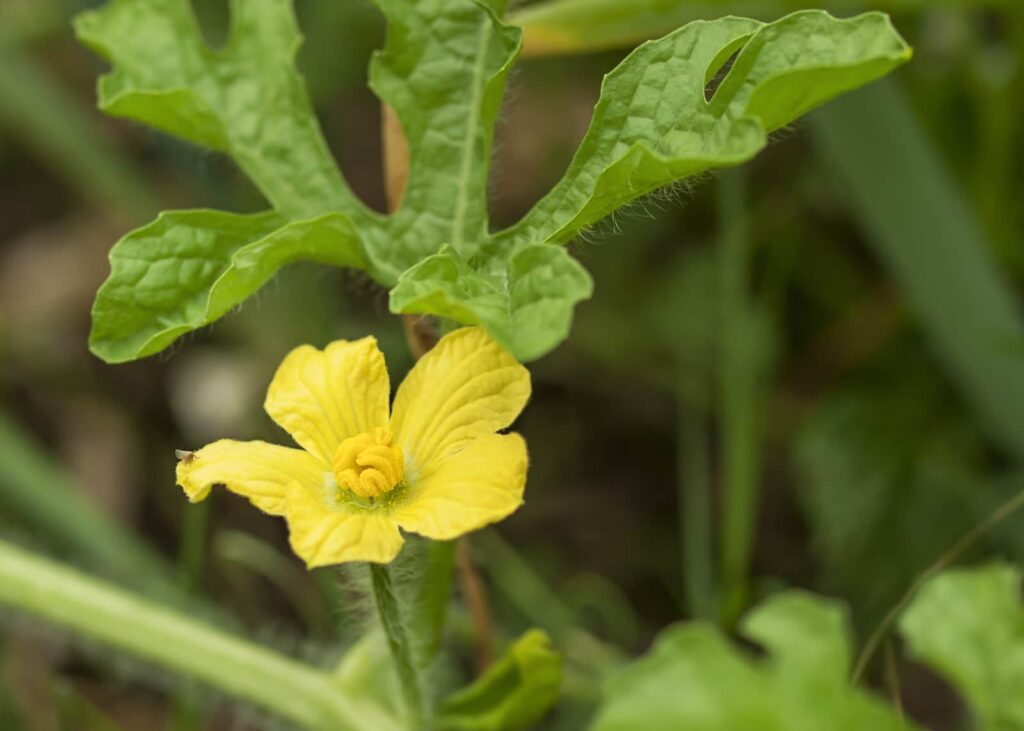 Watermelon Growing Stages- Flowering