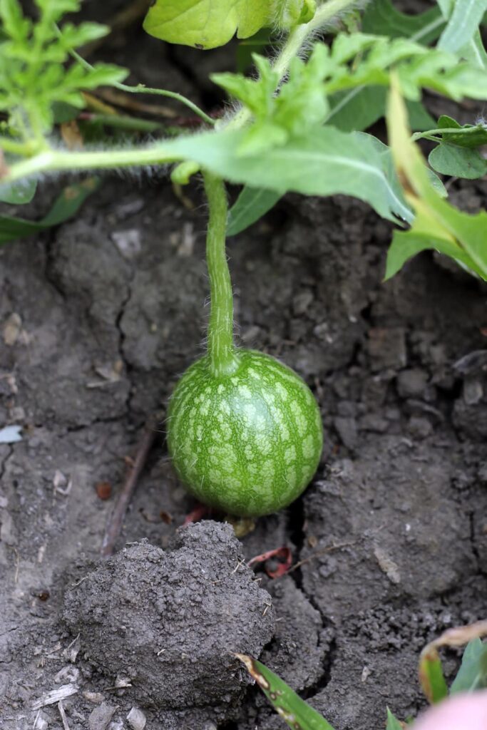 Watermelon Growing Stages- Fruiting