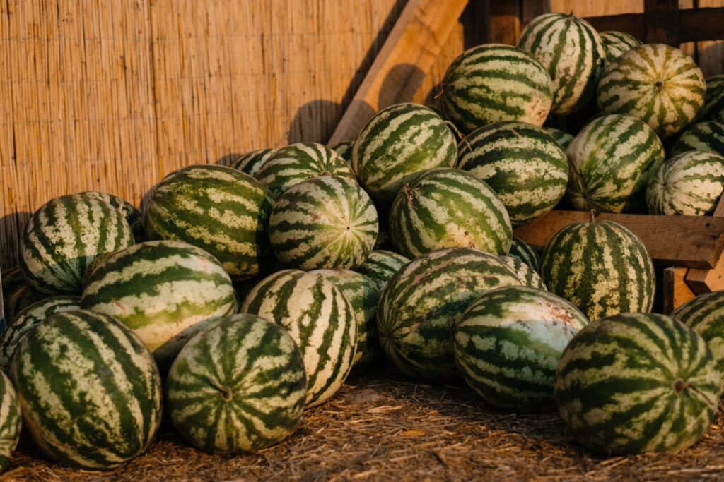Watermelon Growing Stages- Harvesting