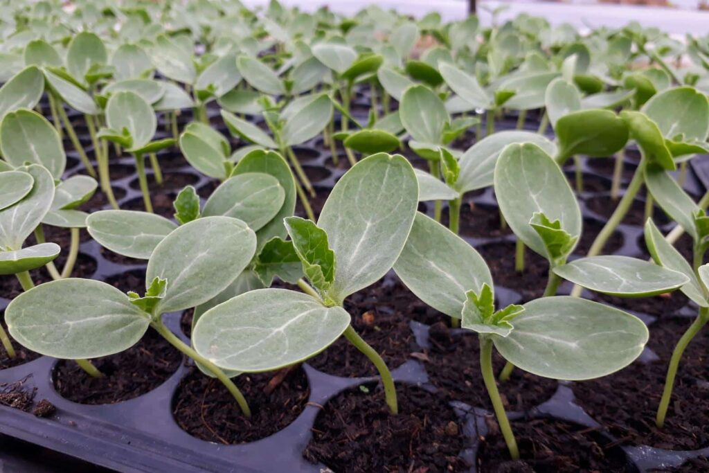 Watermelon Growing Stages- Seedling