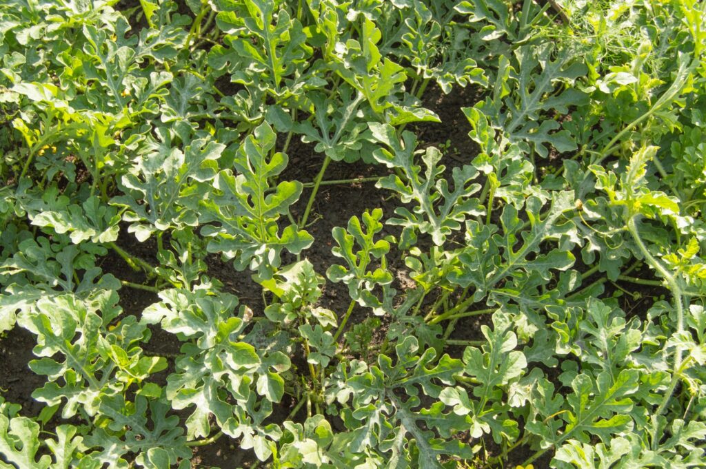 Watermelon Growing Stages- Vegetative