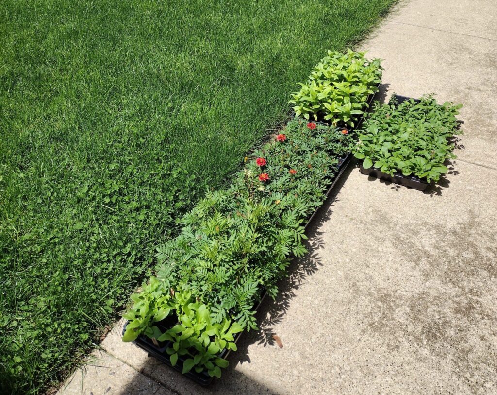 What is Hardening Off Plants Everything You Need to Know