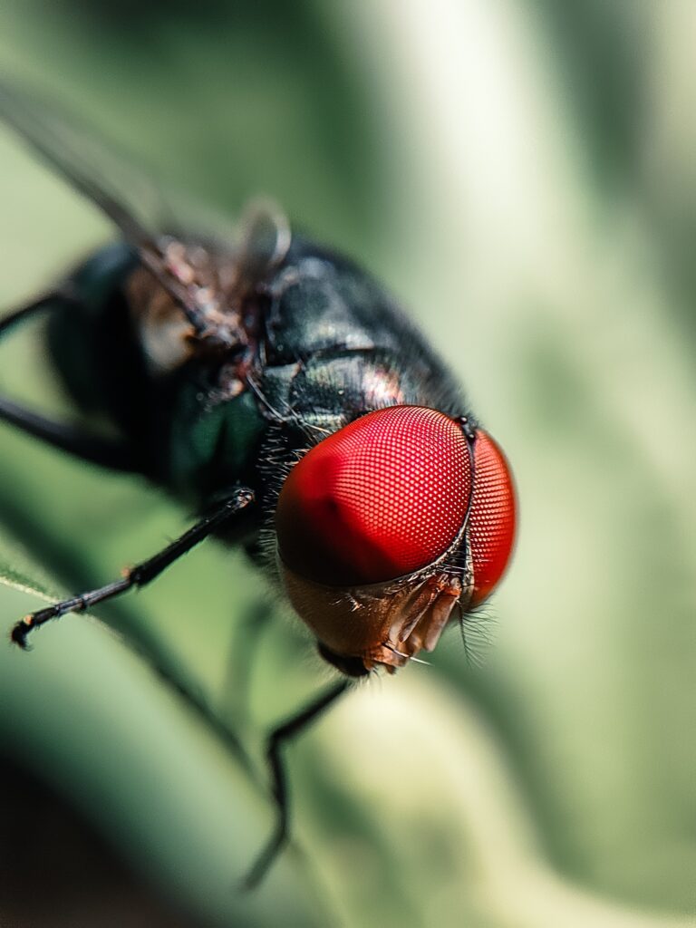 Top 10 Best Plants That Keep Flies Away