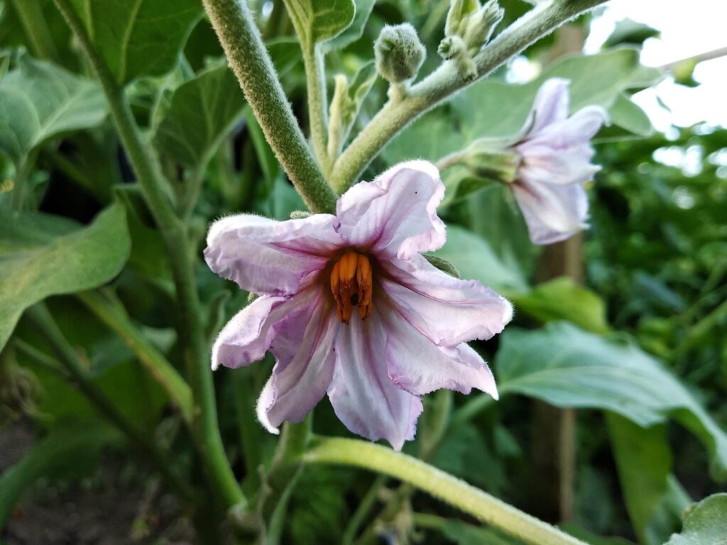 Flowering is an important eggplant growing stage