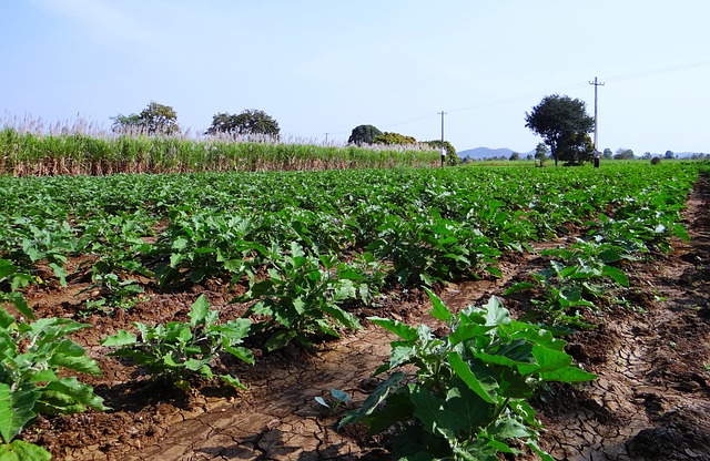 The adult play is a key eggplant growing stage