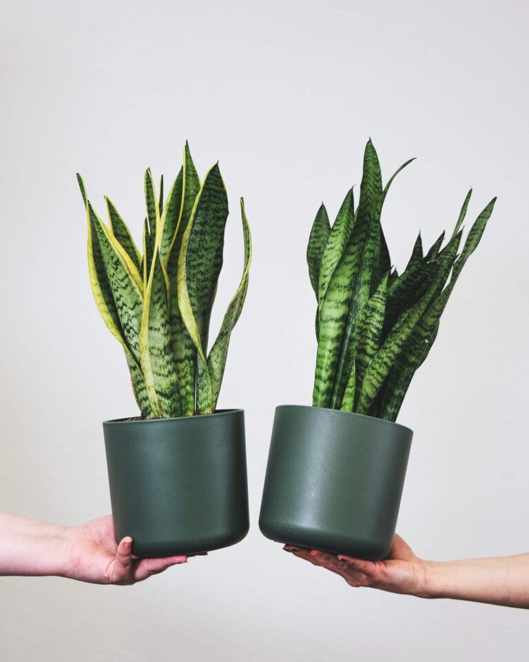 How to prune a snake plant image