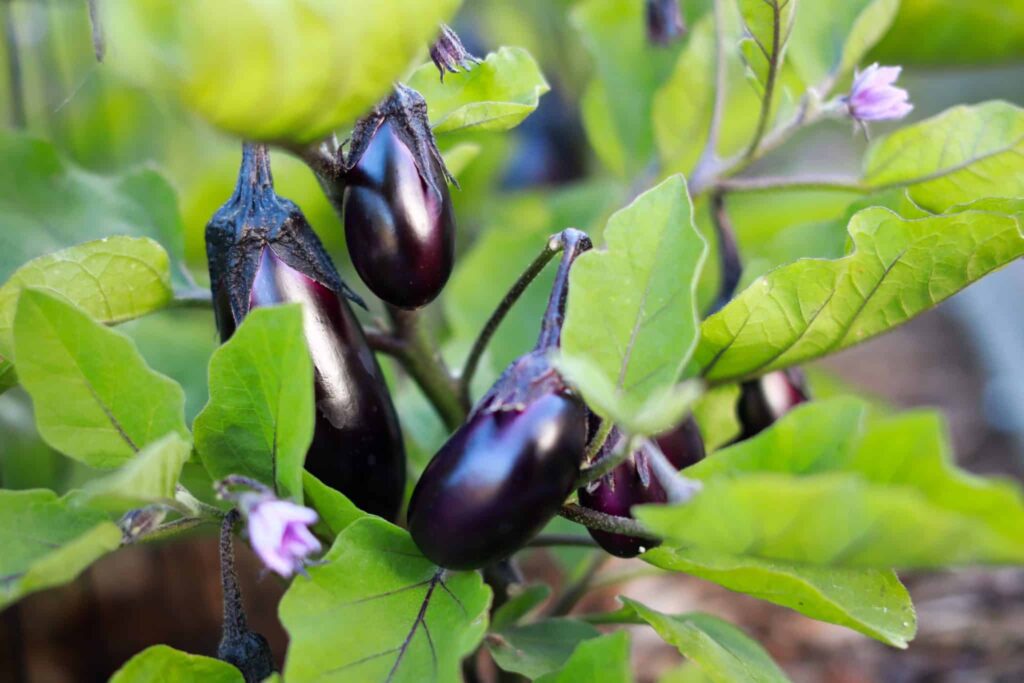 Fruit formation is one of the eggplant growing stages
