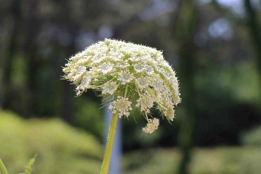 Carrot Flowering