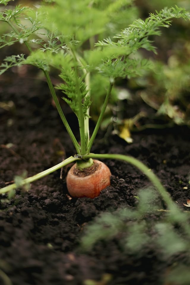 Carrots ready to harvest