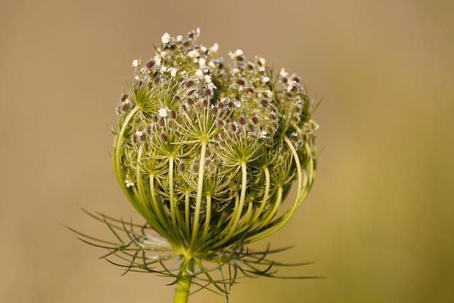 Carrot Seed Formation