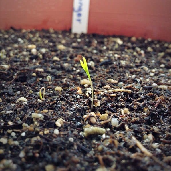 The seedling stage is an important beginning step of the carrot growth stages.