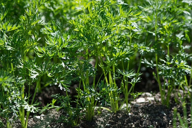 Carrot Vegetative Growth