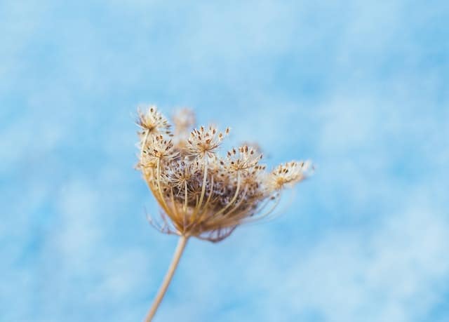 Dried Carrot Umbel finishing the carrot growth stages