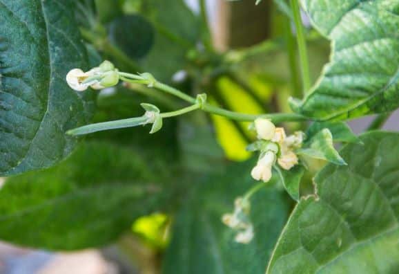 Green Bean Plant Flowering