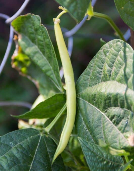 Bean Pod Development