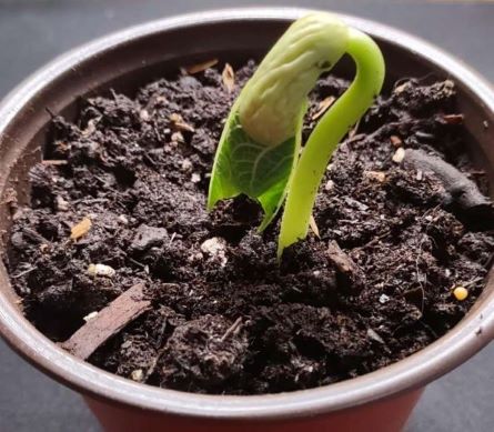 Seedling