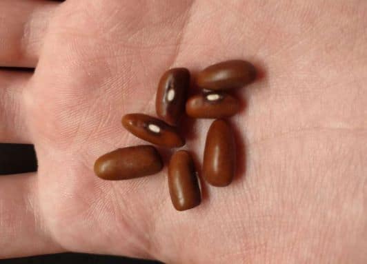 Green Bean Seeds