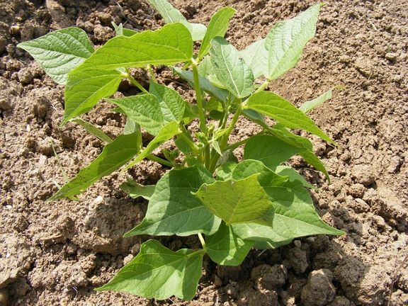 Vegetative Growth