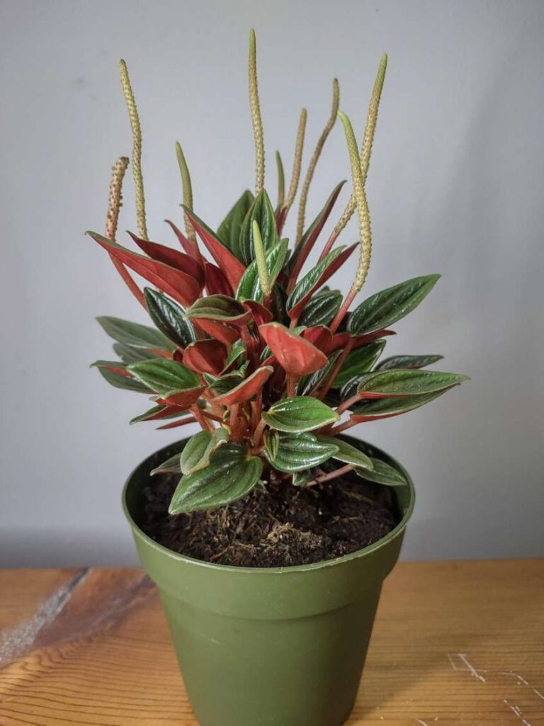 Peperomia Rosso