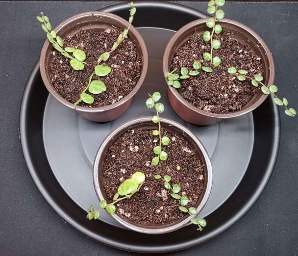 Rooting String of Turtles