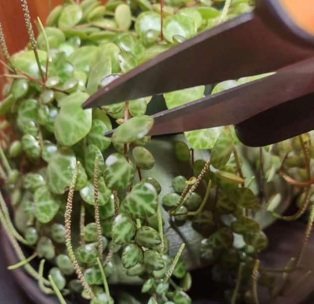 Trimming String of Turtles