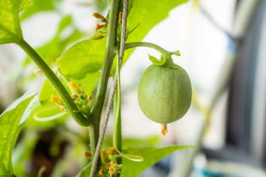 Cantaloupe Fruiting Stage