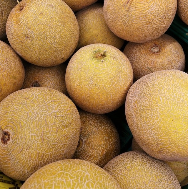 Cantaloupe Harvest Stage