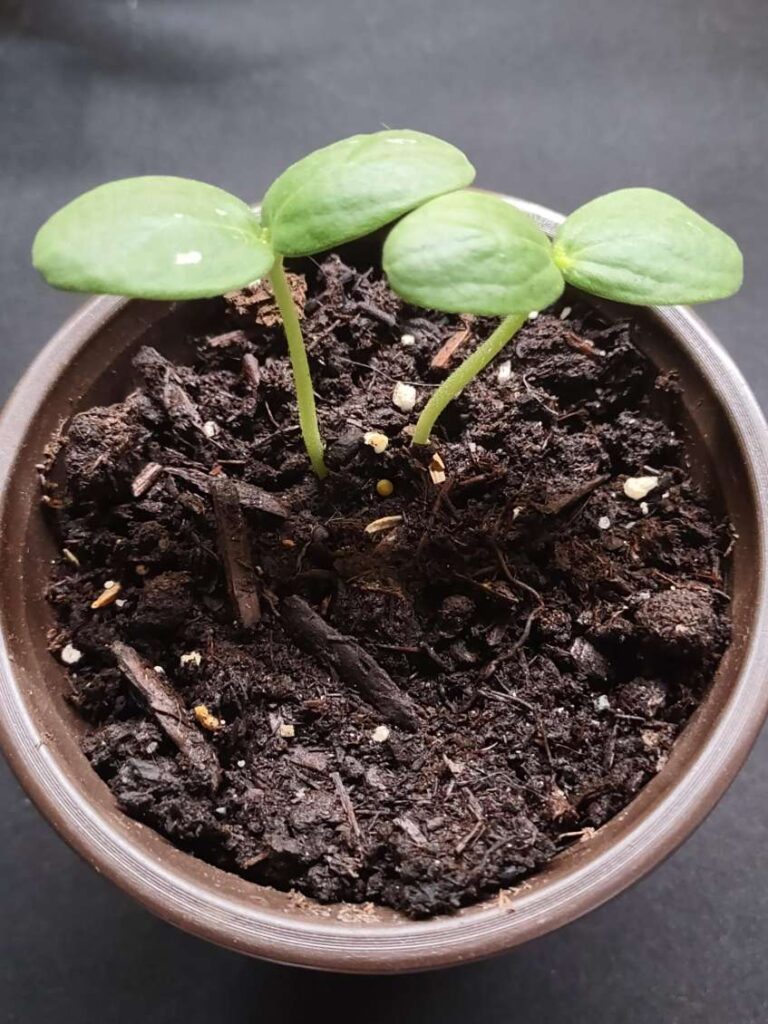 Cantaloupe Seedling Stage