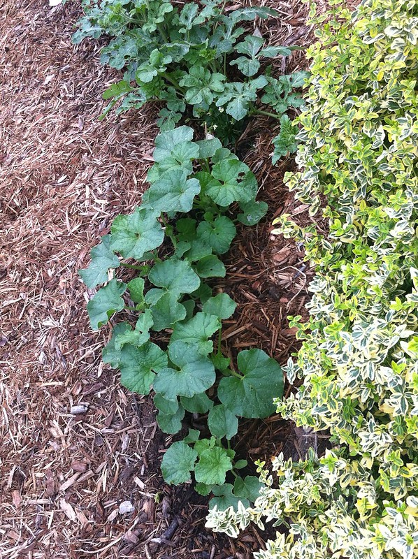 Cantaloupe Vegetative Growing Stage