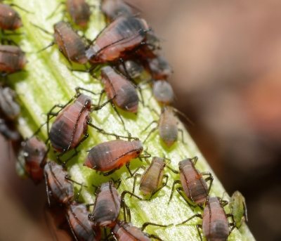 Aphids- Common pests for tomatoes