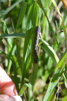 Armyworm