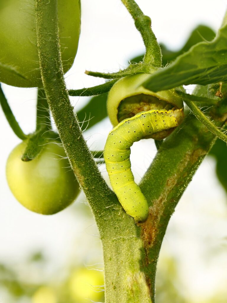 Common Pests for Tomatoes- Cutworm