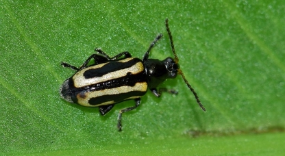 Flea Beetle