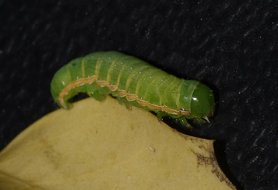 Green Cutworm- Common pests for tomatoes