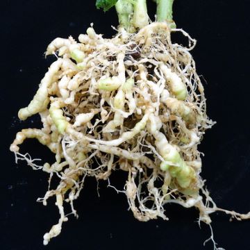Nematodes are a common pest of tomatoes