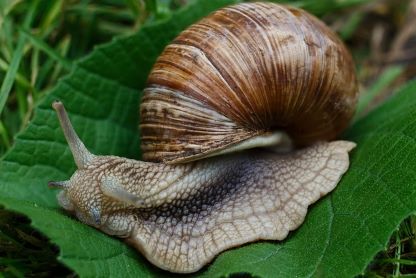 Snail
