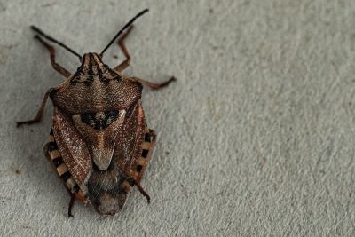 Stink Bug