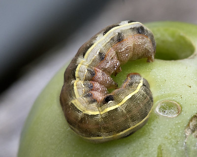 Common pest: Tomato Fruitworm