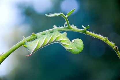 Hornworms are one of the most common pests for tomatoes