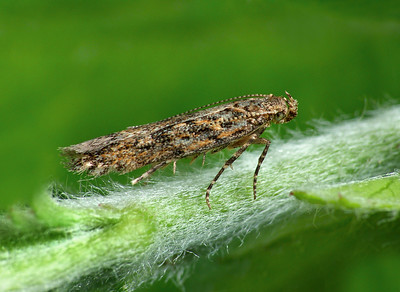 Tomato Leafminer