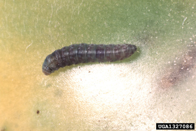 Tomato Pinworm