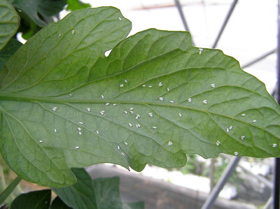 Whiteflies on a tomato leaf