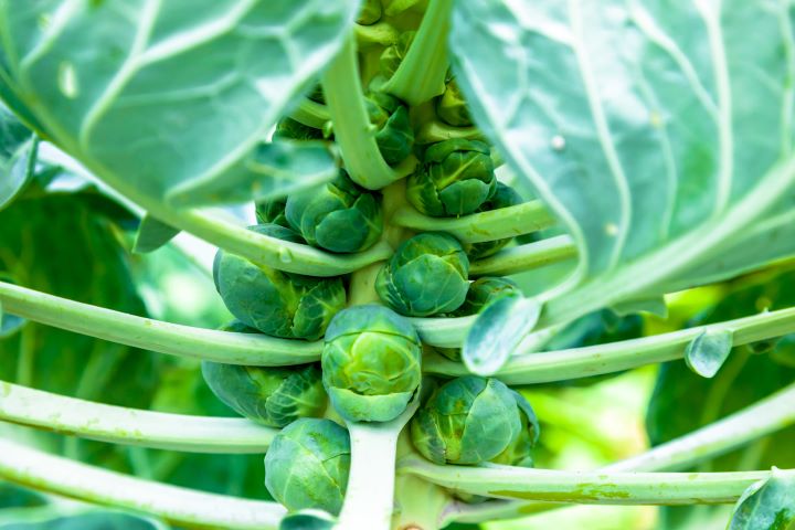 Brussels Sprouts Growing Stages Featured