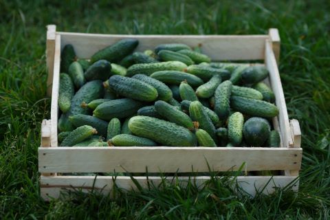 Cucumber Harvest