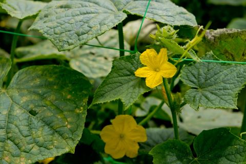 Cucumber Flowering Plant Stage